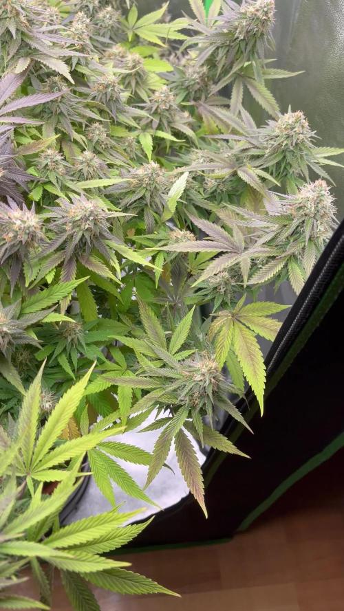 Ak 47 x Hindu Kush F1