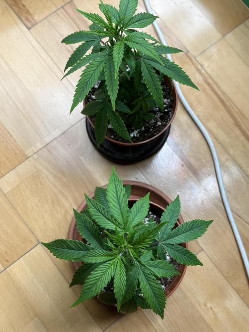 Ak 47 x HDK F1 Clones. Week 4 - AK 47 x HDK #1 & 2 — Day 24 