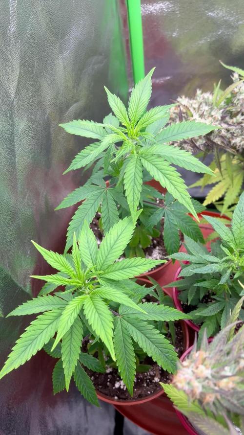Ak 47 x HDK Clones