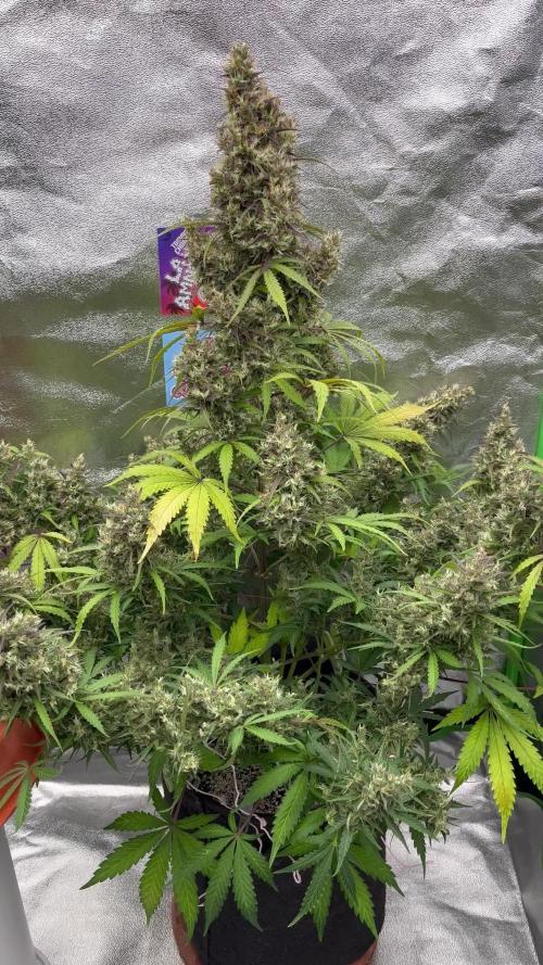 Royal AK A x Tropicana cookies purple A