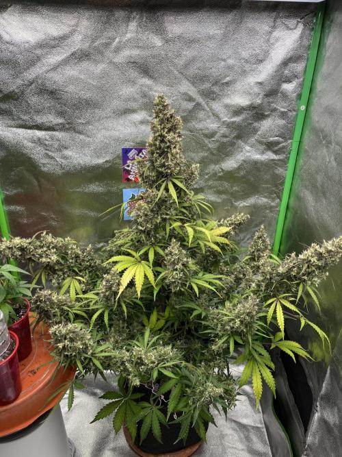 Royal AK A x Tropicana cookies purple A. Week 12 - Day 86 | Day 67 Flower 