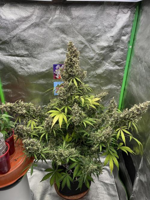 Royal AK A x Tropicana cookies purple A. Week 12 - Day 86 | Day 67 Flower 
