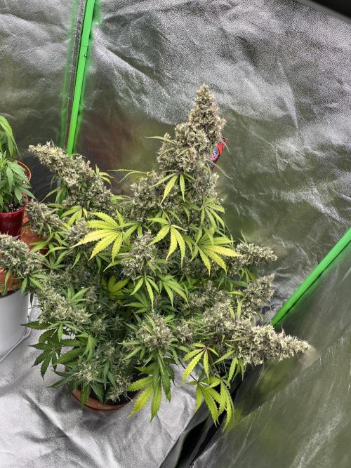 Royal AK A x Tropicana cookies purple A. Week 12 - Day 86 | Day 67 Flower 