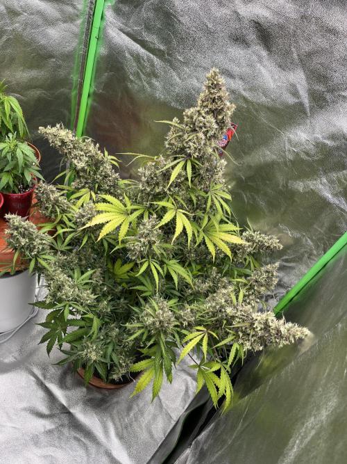 Royal AK A x Tropicana cookies purple A. Week 12 - Day 86 | Day 67 Flower 