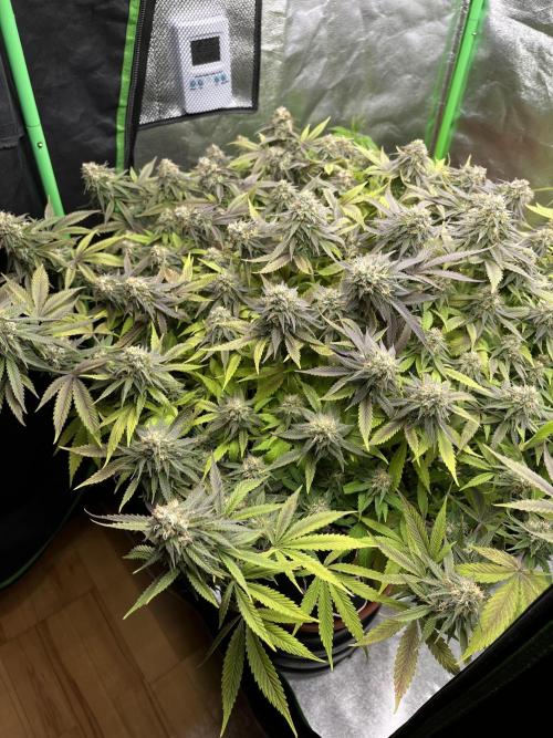 Ak 47 x Hindu Kush F1. Week 14 - Day 98 | Day 41 flower 