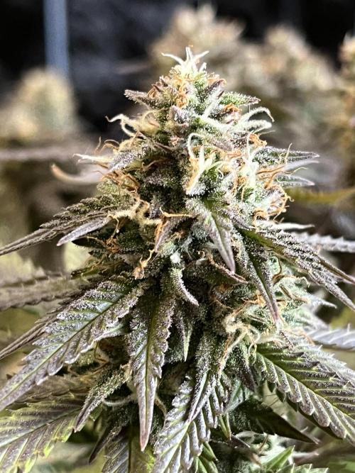 Ak 47 x Hindu Kush F1. Week 14