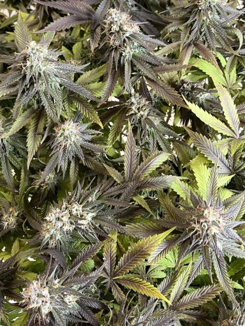 Ak 47 x Hindu Kush F1. Week 14