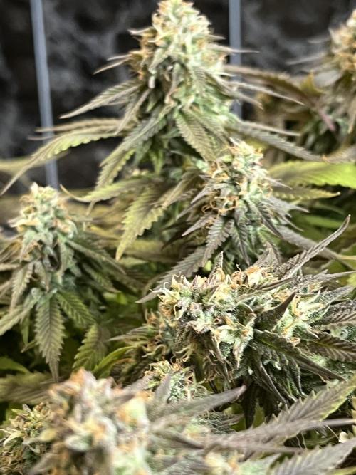 Ak 47 x Hindu Kush F1. Week 14