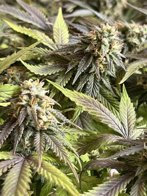 Ak 47 x Hindu Kush F1. Week 14