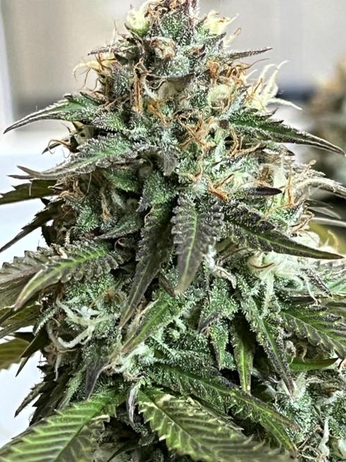 Ak 47 x Hindu Kush F1. Week 14