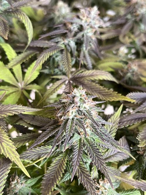 Ak 47 x Hindu Kush F1. Week 14