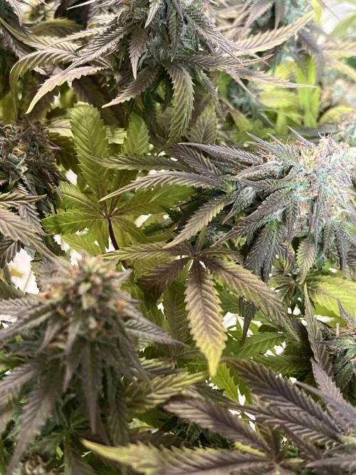 Ak 47 x Hindu Kush F1. Week 14