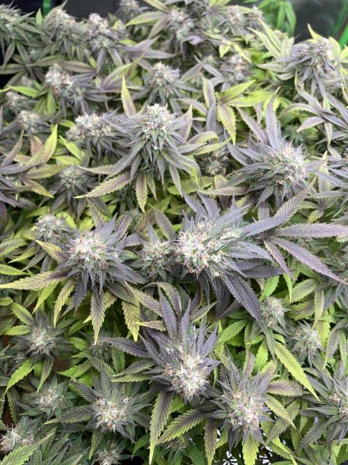 Ak 47 x Hindu Kush F1. Week 14