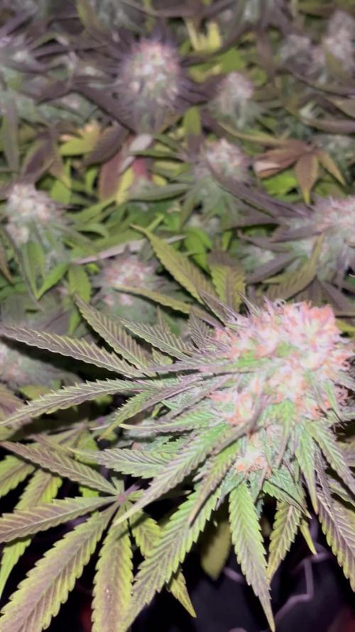 Ak 47 x Hindu Kush F1