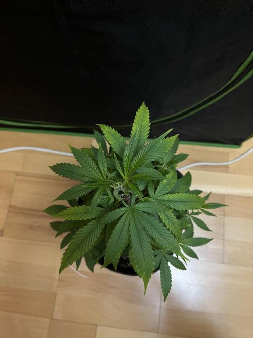 Ak 47 x HDK F1 Clones. Week 5 - Day 39 