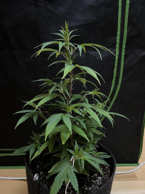Ak 47 x HDK F1 Clones. Week 5 - Day 39 