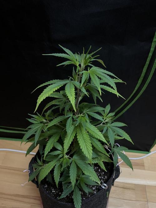 Ak 47 x HDK F1 Clones. Week 5 - Day 39 