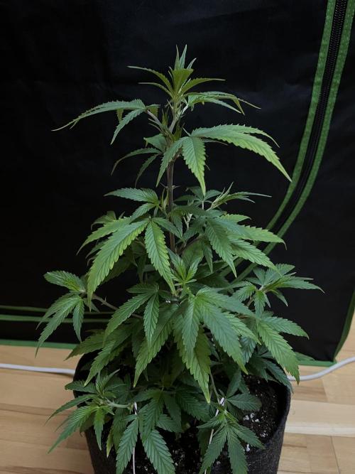 Ak 47 x HDK F1 Clones. Week 5 - Day 39 