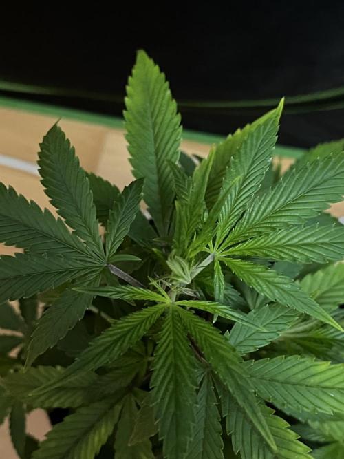 Ak 47 x HDK F1 Clones. Week 5 - Day 39 