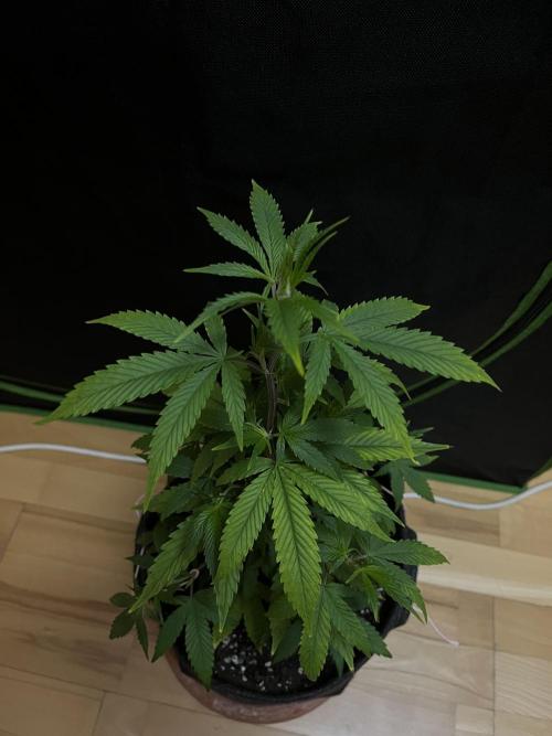 Ak 47 x HDK F1 Clones. Week 5 - Day 39 