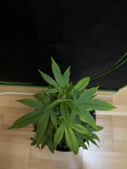 Ak 47 x HDK F1 Clones. Week 5 - Day 39 