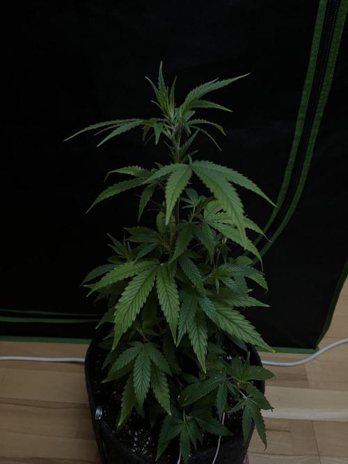 Ak 47 x HDK F1 Clones. Week 5 - Day 39 