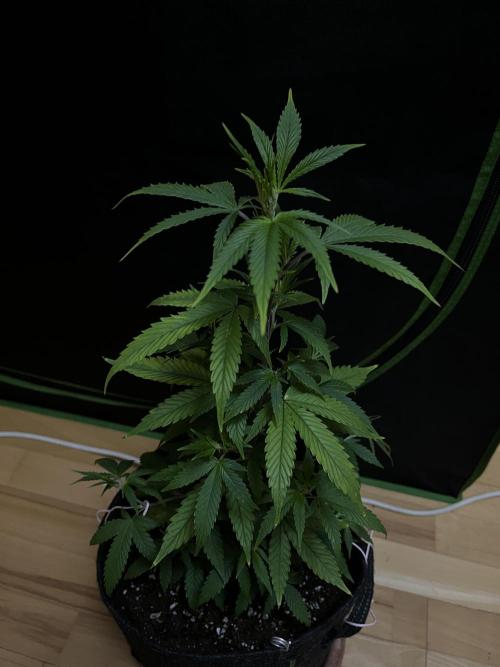 Ak 47 x HDK F1 Clones. Week 5 - Day 39 