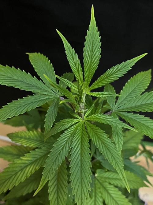 Ak 47 x HDK F1 Clones. Week 5 - Day 39 