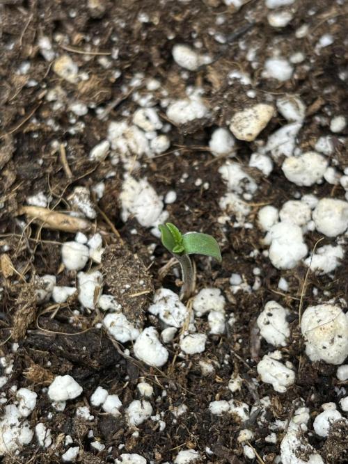 Royal Ak Auto x TCP F1 Auto 🍪💤. Week 0 - Day 0; 