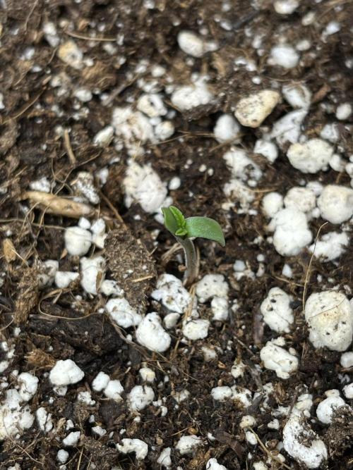 Royal Ak Auto x TCP F1 Auto 🍪💤. Week 0 - Day 0; 