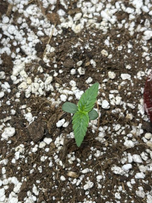 Royal Ak Auto x TCP F1 Auto 🍪💤. Week 1 - Day 4 