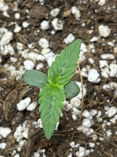 Royal Ak Auto x TCP F1 Auto 🍪💤. Week 1 - Day 4 