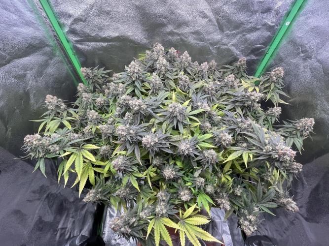 Ak 47 x Hindu Kush F1. Week 15 - Day 108 | Day 51 bloom 
