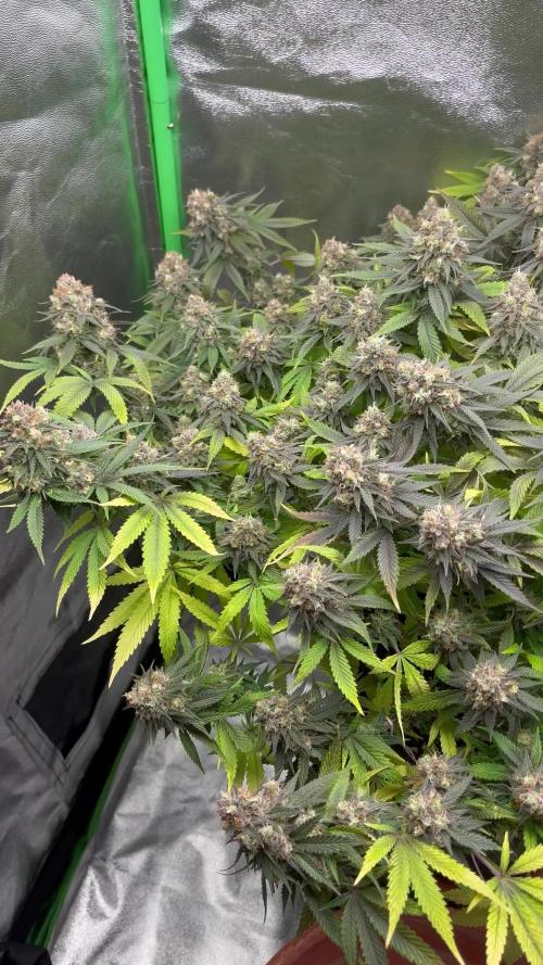 Ak 47 x Hindu Kush F1