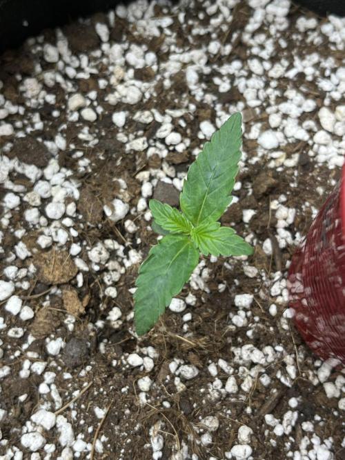 Royal Ak Auto x TCP F1 Auto 🍪💤. Week 1 - Day 7 