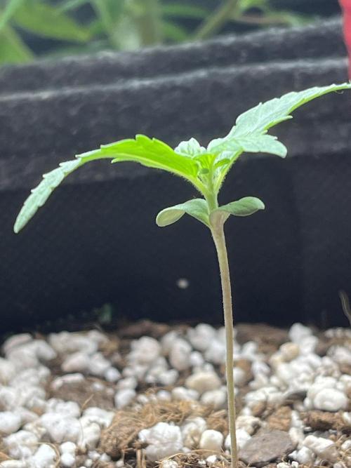 Royal Ak Auto x TCP F1 Auto 🍪💤. Week 1 - Day 7 