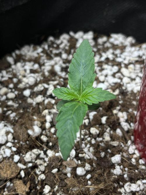 Royal Ak Auto x TCP F1 Auto 🍪💤. Week 1 - Day 7 