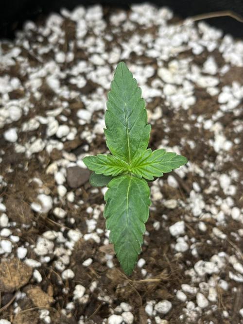 Royal Ak Auto x TCP F1 Auto 🍪💤. Week 1 - Day 7 