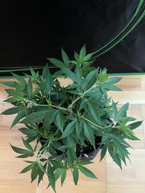 Ak 47 x HDK F1 Clones. Week 6 - Clone #1 - Day 42 