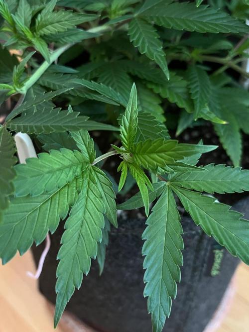 Ak 47 x HDK F1 Clones. Week 6 - Clone #1 - Day 42 