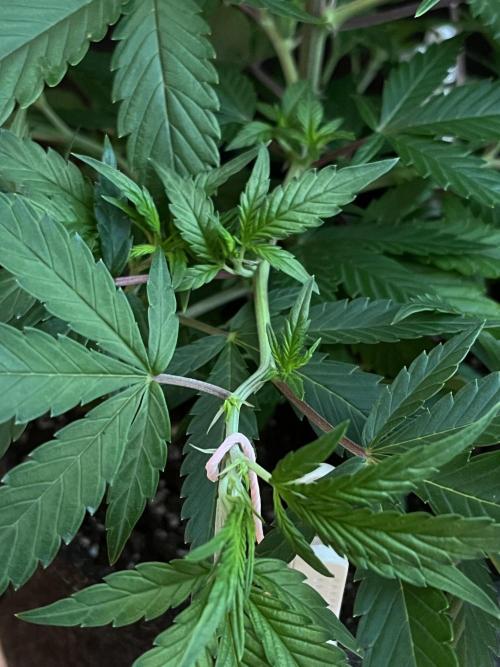 Ak 47 x HDK F1 Clones. Week 6 - Clone #1 - Day 42 