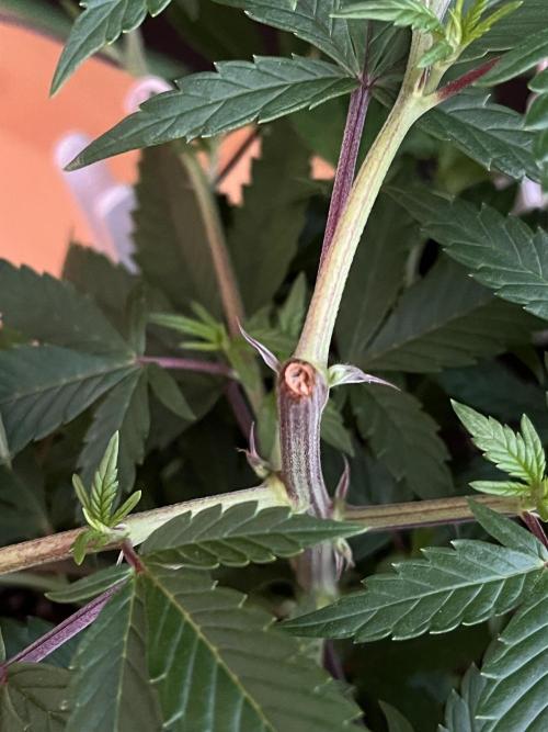 Ak 47 x HDK F1 Clones. Week 6 - Clone #1 - Day 42 