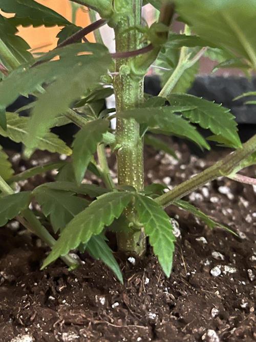 Ak 47 x HDK F1 Clones. Week 6 - Clone #1 - Day 42 