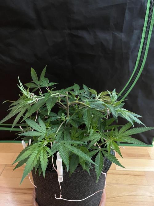 Ak 47 x HDK F1 Clones. Week 6 - Clone #1 - Day 42 