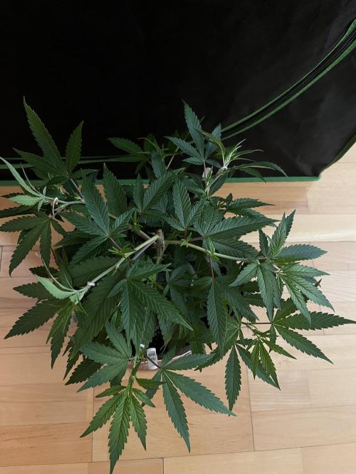Ak 47 x HDK F1 Clones. Week 6 - Clone #1 - Day 42 