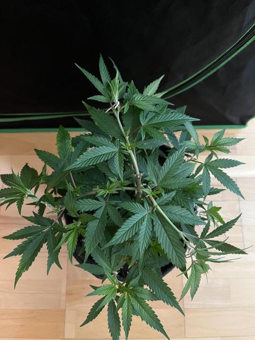 Ak 47 x HDK F1 Clones. Week 6 - Clone #2 - Day 42  