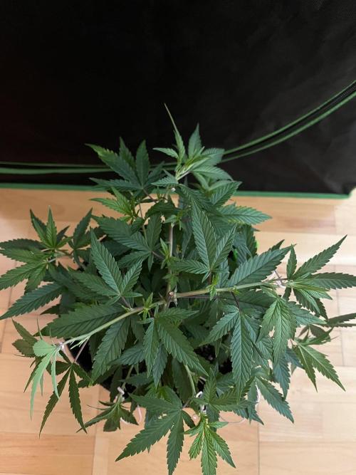 Ak 47 x HDK F1 Clones. Week 6 - Clone #2 - Day 42  