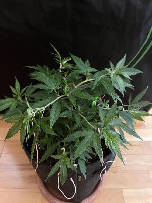 Ak 47 x HDK F1 Clones. Week 6 - Clone #2 - Day 42  