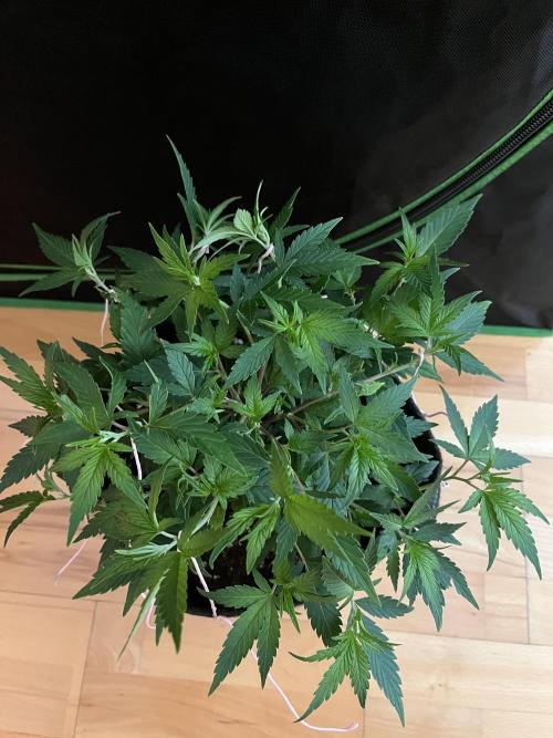 Ak 47 x HDK F1 Clones. Week 6 - Clone #3 Monster-crop - Day 30  