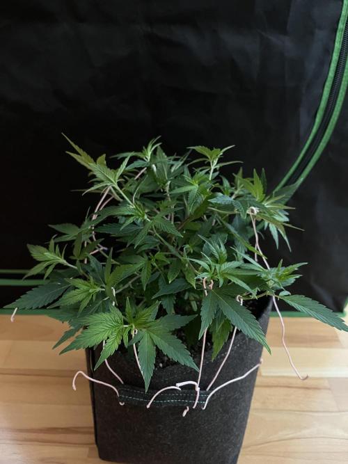 Ak 47 x HDK F1 Clones. Week 6 - Clone #3 Monster-crop - Day 30  